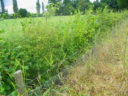 Programme Haies et alignement d'arbres.